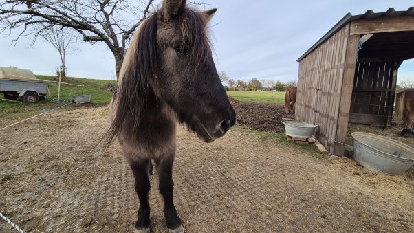 mud free horse paddock